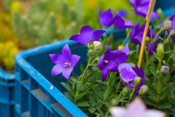 Farmářský trh (foto 1)