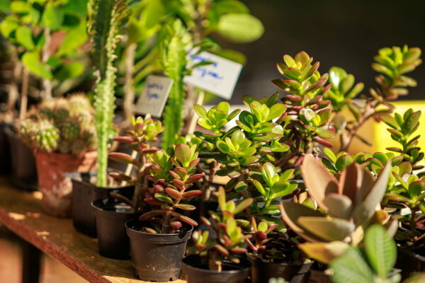 Farmářský trh (foto 1)