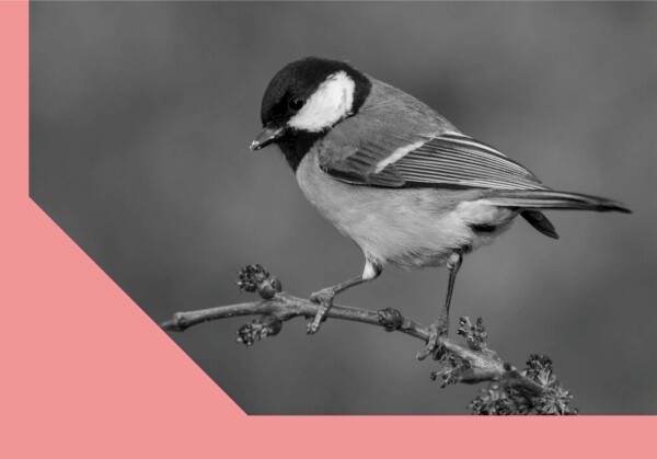 Muzejní vycházka: se Sýkorou za sýkorkou (foto 1)