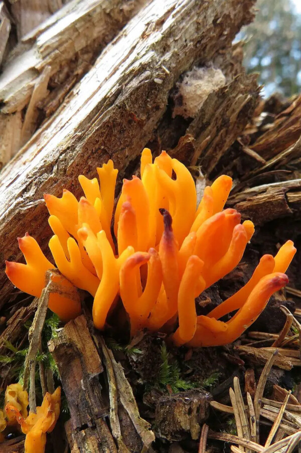 Výstava Photographia Natura 2024 Abstrakce (Barvy, tvary a struktury) (foto 1)