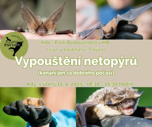 vypousteni-netopyru
