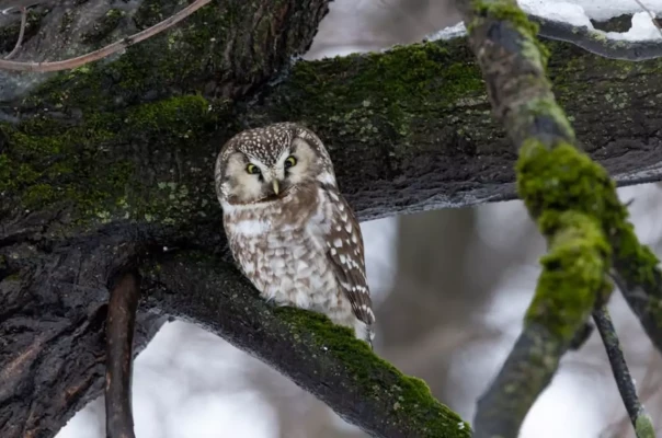 Soví houkání (foto 1)