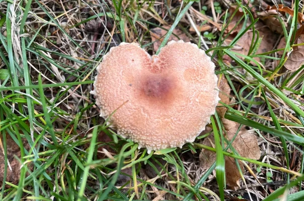 Výstava hub – HouboAmore (foto 1)