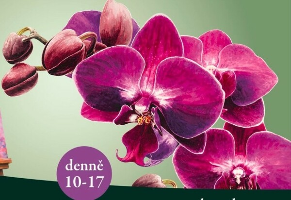 Orchideje v harmonii s uměním (foto 1)